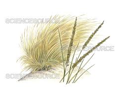 Attēlu rezultāti vaicājumam “Ammophila arenaria”