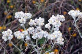 Attēlu rezultāti vaicājumam “Anaphalis margaritacea flower”