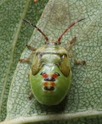 Attēlu rezultāti vaicājumam “Elasmostethus interstinctus nymph”