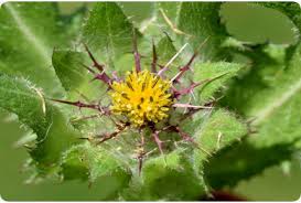 Image result for Cnicus benedictus