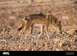 Image result for canis lupus arabs