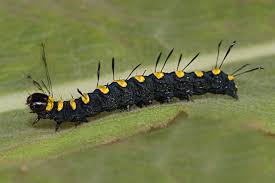 Attēlu rezultāti vaicājumam “Acronicta alni”