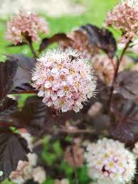 Attēlu rezultāti vaicājumam “Physocarpus opulifolius”