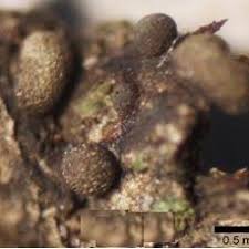 Attēlu rezultāti vaicājumam “Physarum confertum spores”