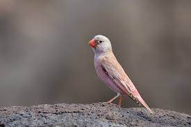 Image result for Bucanetes githagineus