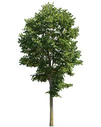 Attēlu rezultāti vaicājumam “Tilia”