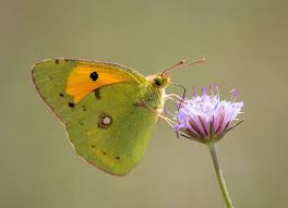 Attēlu rezultāti vaicājumam “Colias croceus”