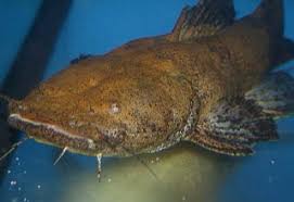 Attēlu rezultāti vaicājumam “Cephalozia loitlesbergeri”