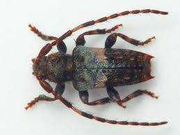 Attēlu rezultāti vaicājumam “Pogonocherus hispidulus”