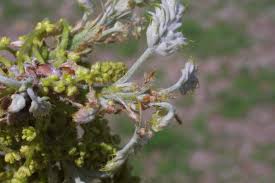 Attēlu rezultāti vaicājumam “Quercus rubra flower”
