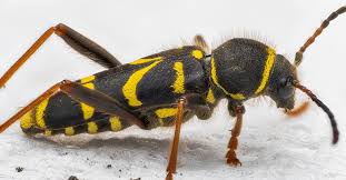 Attēlu rezultāti vaicājumam “Clytus arietis”