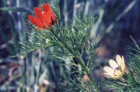 Image result for Adonis aestivalis