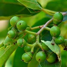 Attēlu rezultāti vaicājumam “Carex dioica fruit”