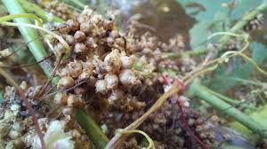 Attēlu rezultāti vaicājumam “Cuscuta europaea fruit”