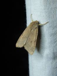 Attēlu rezultāti vaicājumam “Agrochola helvola”