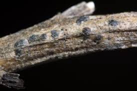 Attēlu rezultāti vaicājumam “Rosellinia desmazieri”