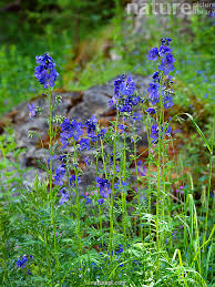 Attēlu rezultāti vaicājumam “Polemonium caeruleum flower”