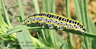 Attēlu rezultāti vaicājumam “Calophasia lunula”