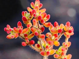 Attēlu rezultāti vaicājumam “Diderma globosum macro”