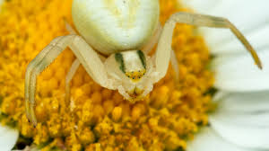 Attēlu rezultāti vaicājumam “Misumena vatia”