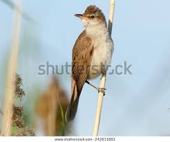 Image result for Acrocephalus arundinaceus