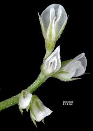 Attēlu rezultāti vaicājumam “Vicia hirsuta fruit”
