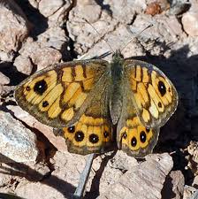 Attēlu rezultāti vaicājumam “Lasiommata megera”