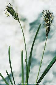 Attēlu rezultāti vaicājumam “Sesleria caerulea leaf”