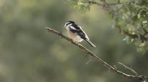 Image result for Lanius nubicus