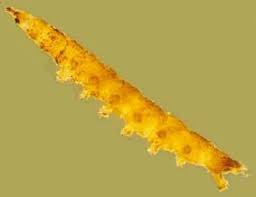 Attēlu rezultāti vaicājumam “Empididae”