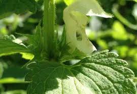 Attēlu rezultāti vaicājumam “Labiatae”