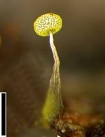 Attēlu rezultāti vaicājumam “Physarum viride var. aurantium spores”