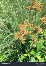 Attēlu rezultāti vaicājumam “Cyperaceae”