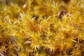 Attēlu rezultāti vaicājumam “Campylium stellatum sporophyte”