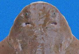 Image result for Squatina dumeril