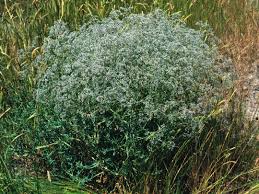 Attēlu rezultāti vaicājumam “Gypsophila paniculata leaf”