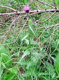 Attēlu rezultāti vaicājumam “Cirsium heterophyllum flower”