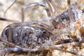 Attēlu rezultāti vaicājumam “Lophopilio palpinalis”