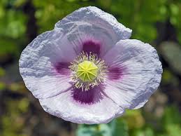 Attēlu rezultāti vaicājumam “Papaver”