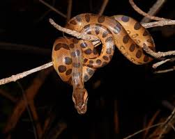 Attēlu rezultāti vaicājumam “Serpentes”