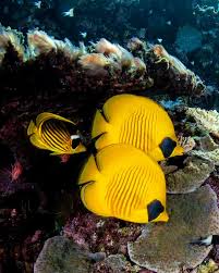 Image result for Mycteroperca olfax