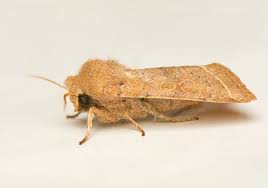 Attēlu rezultāti vaicājumam “Orthosia cerasi”