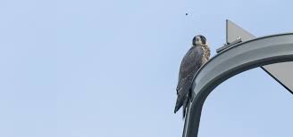 Image result for Woking Phab