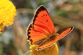 Attēlu rezultāti vaicājumam “Lycaena virgaureae underside”