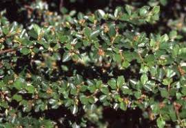 Attēlu rezultāti vaicājumam “Cotoneaster divaricatus”