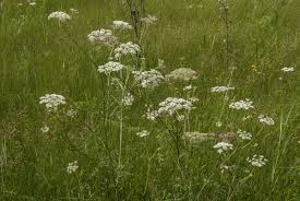 Attēlu rezultāti vaicājumam “Peucedanum palustre”