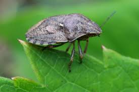 Attēlu rezultāti vaicājumam “Eurygaster testudinaria imago”