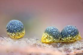 Attēlu rezultāti vaicājumam “Physarum licheniforme macro”