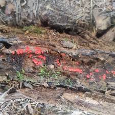 Attēlu rezultāti vaicājumam “Lycogala persicum young”