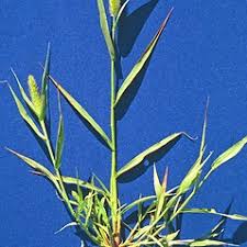 Attēlu rezultāti vaicājumam “Setaria viridis”